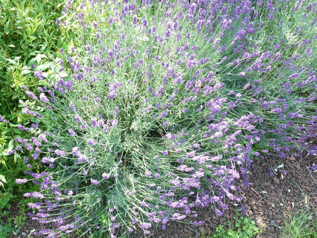 Gite Du Clos De La Vigne Montreuil  المظهر الخارجي الصورة